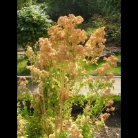 Quinoa - Quinua Temuco (1)